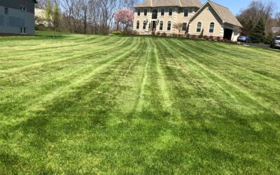 3 Effective Weed Control & Fertilization Tips for Ohioans